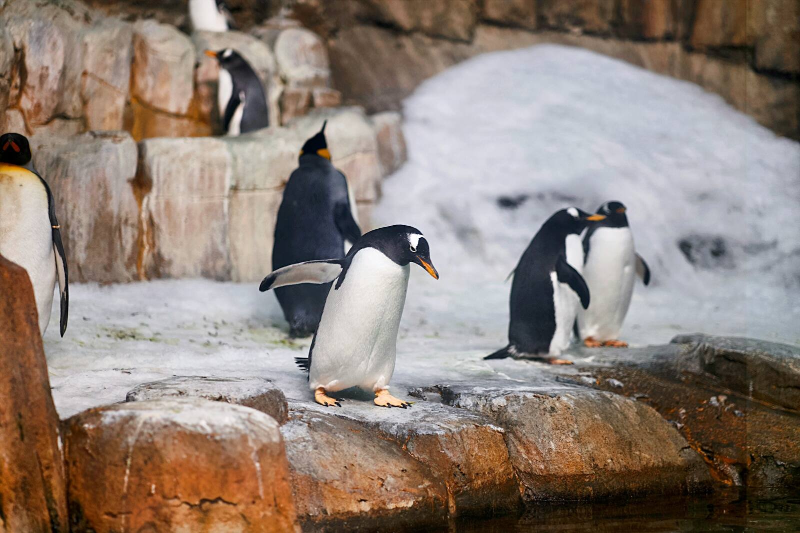 Le Biodôme de Montréal