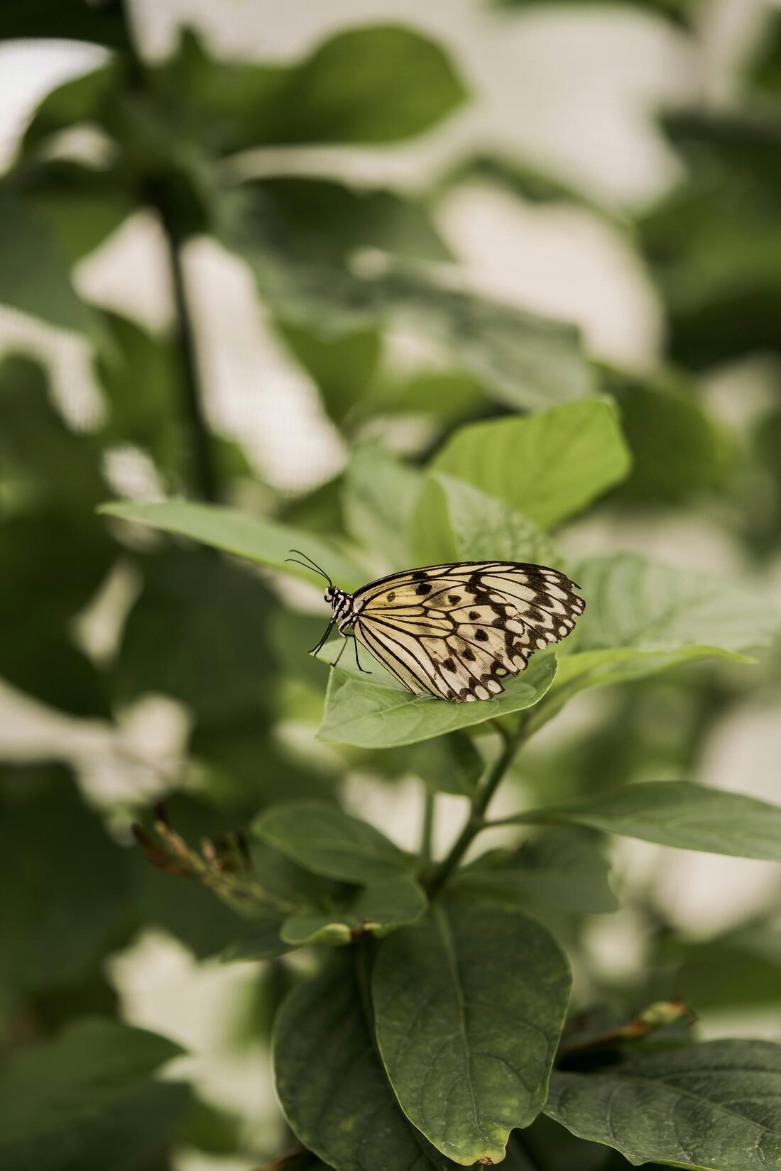 Papillon aux ailes blanches nervurées de noir, posé sur une feuille