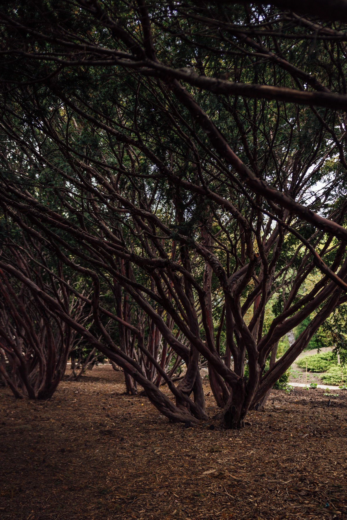 Bosquet d'arbres aux troncs sinueux dans l'Arboretum du Jardin Botanique