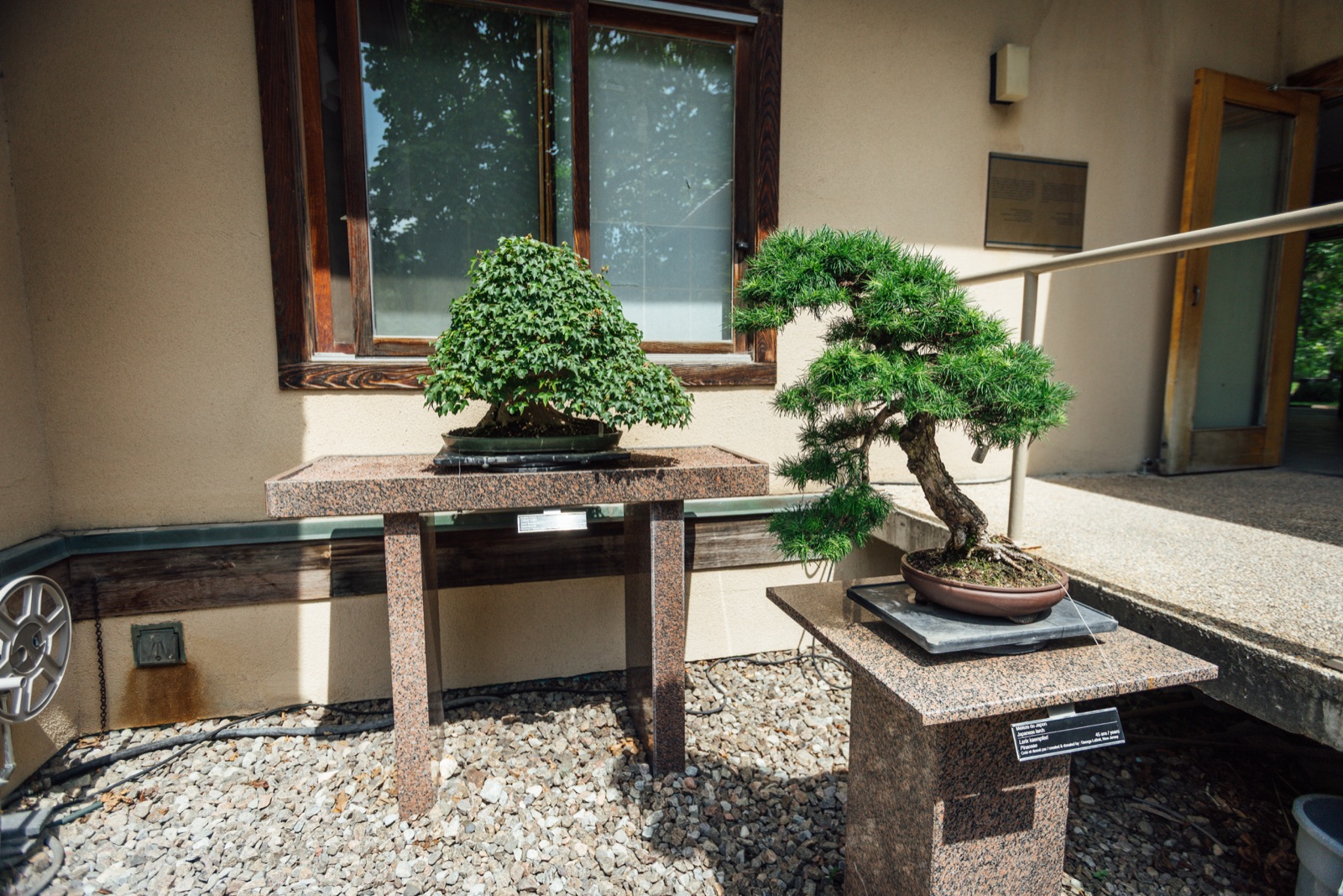 Bonsaï de la collection de penjing du Jardin botanique