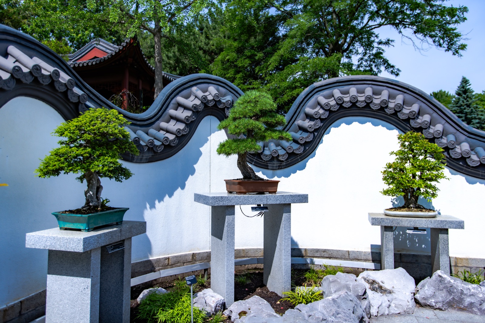 Mur au faîte en forme de dragon et penjing exposés au Jardin de Chine