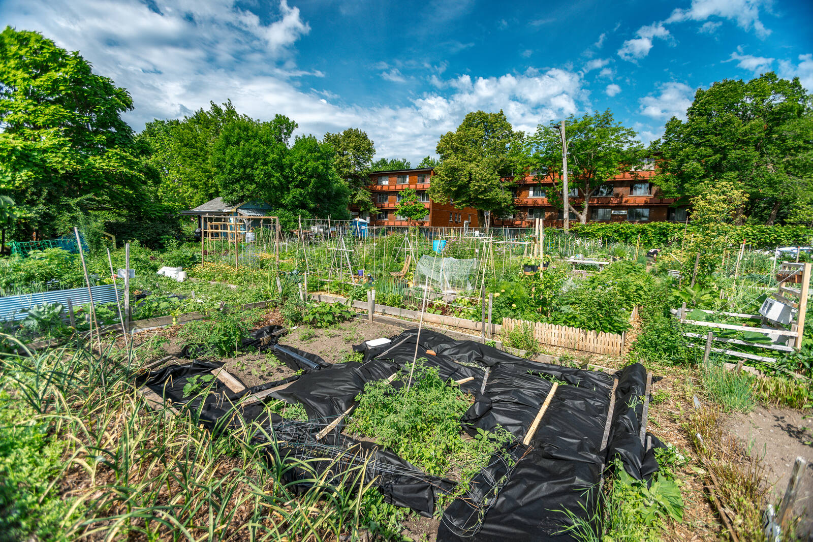 Jardin communautaire urbain