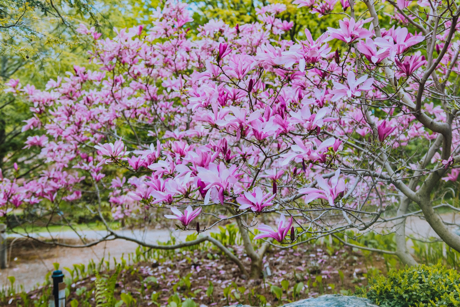 Magnolia en fleur au printemps au Jardin Botanique de Montréal