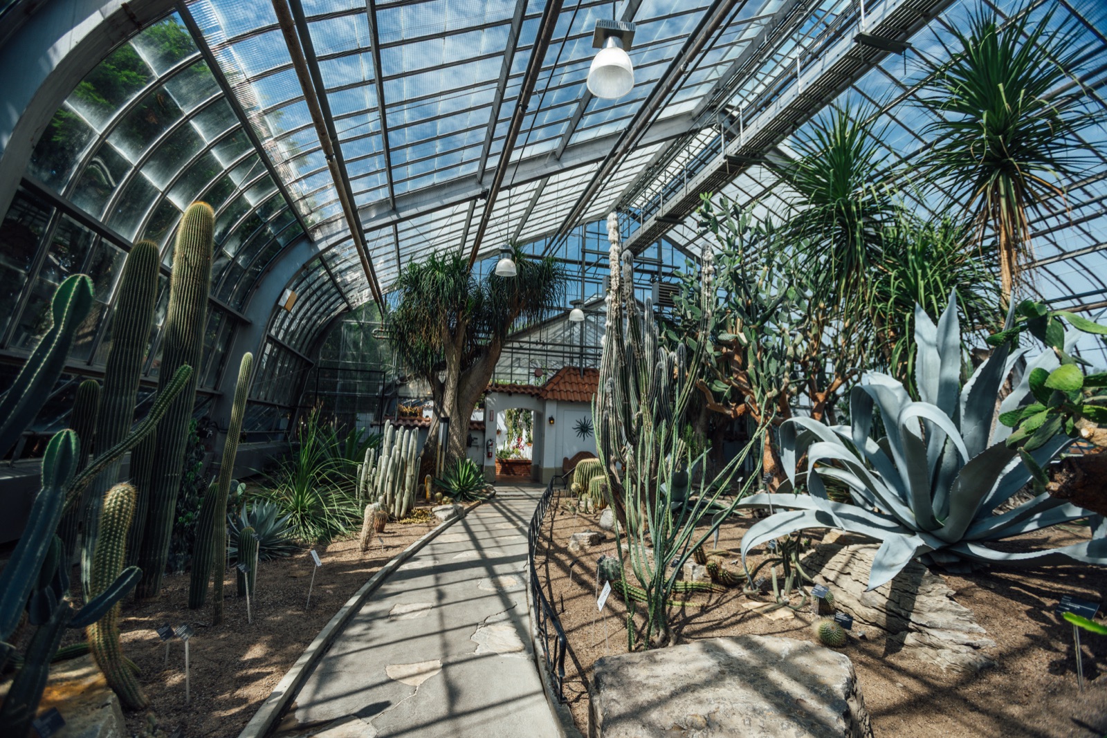 Collection de cactus et d'agaves dans la serre du désert