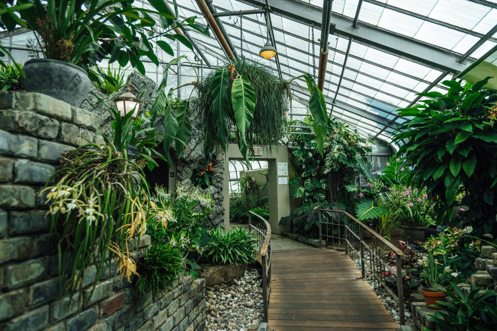 Serre humide du Jardin botanique : fougères et végétation luxuriante le long d'un sentier