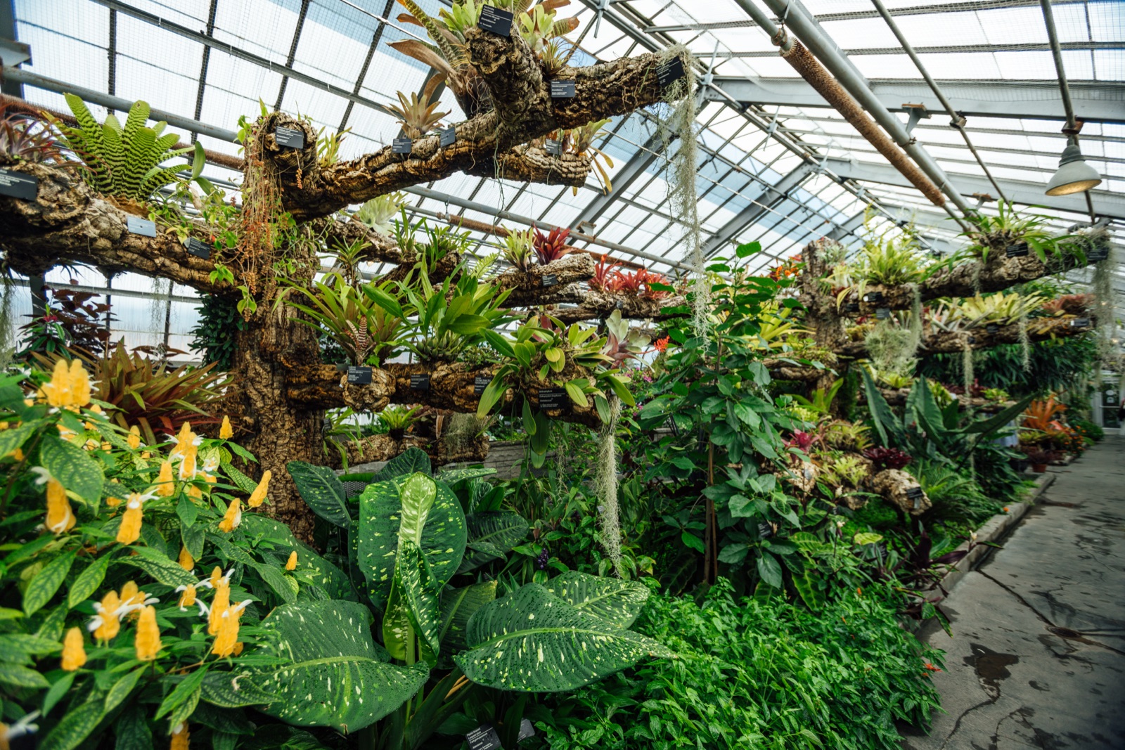 Serre tropicale du Jardin botanique : plantes exotiques et floraison jaune