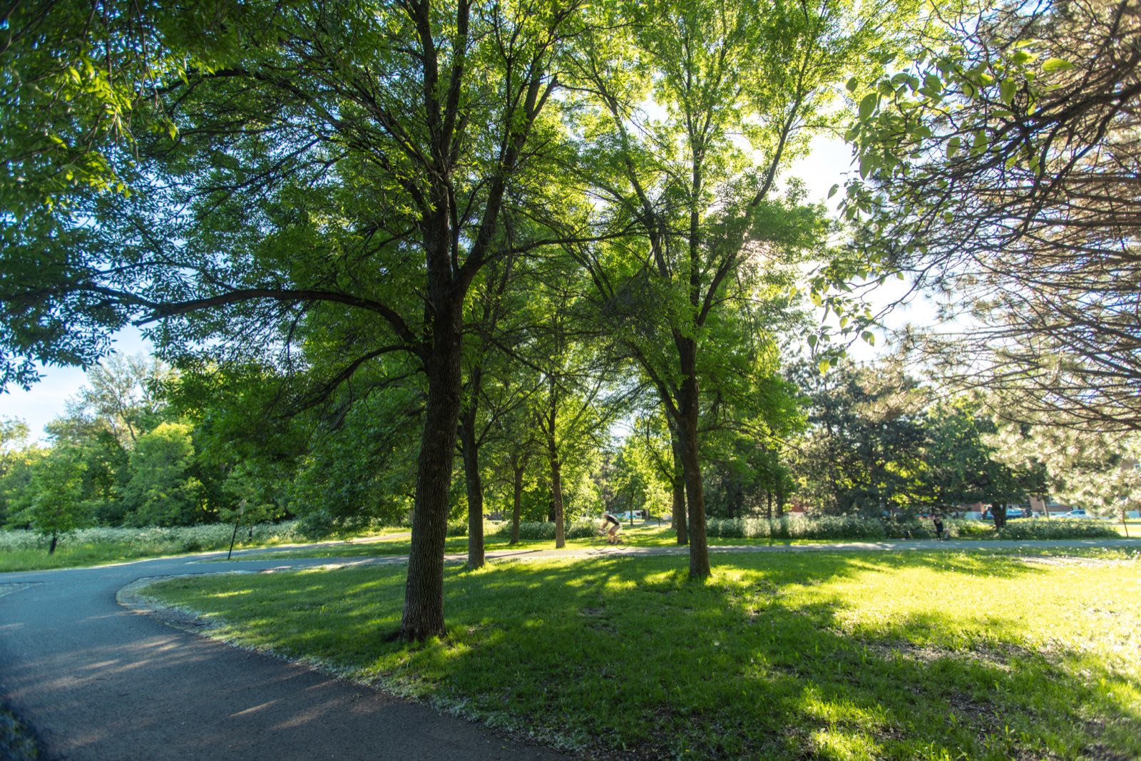 Sentier ombragé bordé d'arbres au Parc Maisonneuve